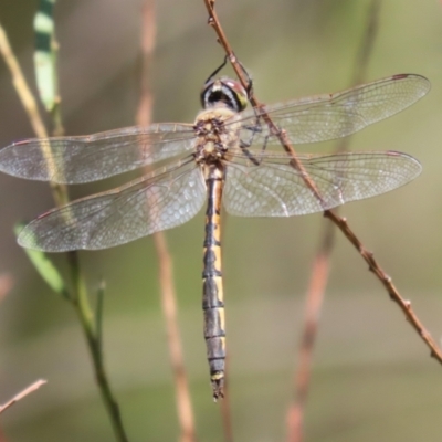 Hemicordulia tau (Tau Emerald) at Stranger Pond - 27 Feb 2023 by RodDeb