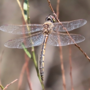 Hemicordulia tau at Bonython, ACT - 27 Feb 2023 12:01 PM