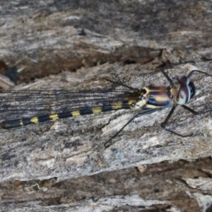 Cordulephya pygmaea at Bonython, ACT - 27 Feb 2023 12:20 PM