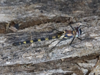 Cordulephya pygmaea (Common Shutwing) at Bonython, ACT - 27 Feb 2023 by RodDeb