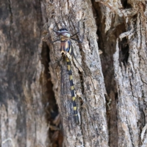 Cordulephya pygmaea at Bonython, ACT - 27 Feb 2023 12:20 PM