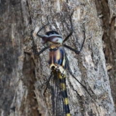 Cordulephya pygmaea at Bonython, ACT - 27 Feb 2023