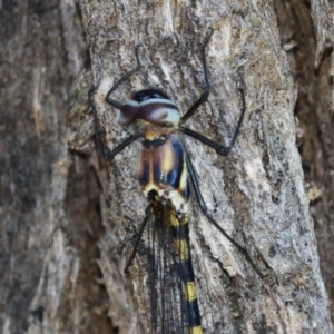 Cordulephya pygmaea at Bonython, ACT - 27 Feb 2023