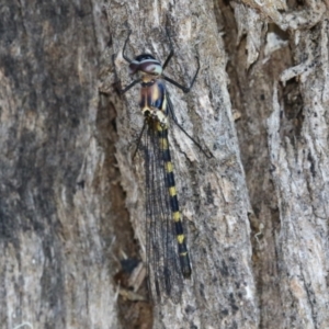 Cordulephya pygmaea at Bonython, ACT - 27 Feb 2023 12:20 PM