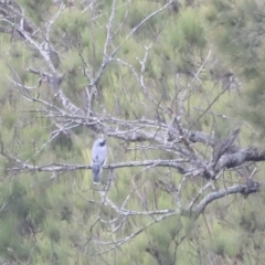 Coracina novaehollandiae (Black-faced Cuckooshrike) at Undefined Area - 25 Feb 2023 by JimL