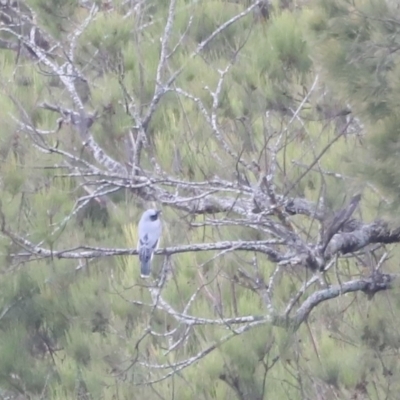 Coracina novaehollandiae (Black-faced Cuckooshrike) at Undefined Area - 26 Feb 2023 by JimL