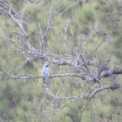 Coracina novaehollandiae (Black-faced Cuckooshrike) at Molonglo River Reserve - 25 Feb 2023 by JimL