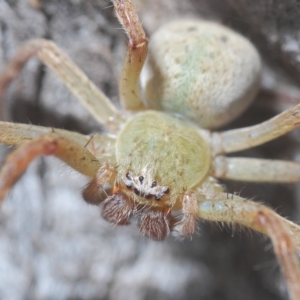 Neosparassus sp. (genus) at Carwoola, NSW - 27 Feb 2023