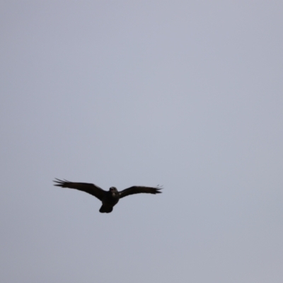 Corvus coronoides (Australian Raven) at Molonglo Valley, ACT - 26 Feb 2023 by JimL