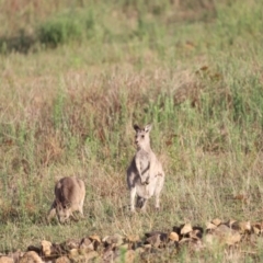 Macropus giganteus (Eastern Grey Kangaroo) at Namarag NR - 26 Feb 2023 by JimL