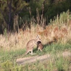 Macropus giganteus at Molonglo Valley, ACT - 26 Feb 2023