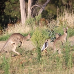 Macropus giganteus at Molonglo Valley, ACT - 26 Feb 2023