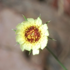 Tolpis barbata (Yellow Hawkweed) at Carwoola, NSW - 27 Feb 2023 by Harrisi