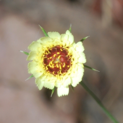 Tolpis barbata (Yellow Hawkweed) at Carwoola, NSW - 27 Feb 2023 by Harrisi