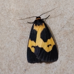 Castulo plagiata (Yellow-banded Footman) at Jindabyne, NSW - 28 Feb 2023 by trevorpreston