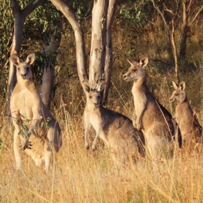 Macropus giganteus (Eastern Grey Kangaroo) at Farrer Ridge - 27 Feb 2023 by MatthewFrawley