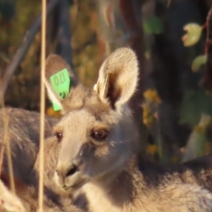 Macropus giganteus at Farrer, ACT - 27 Feb 2023