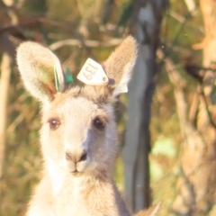 Macropus giganteus at Farrer, ACT - 27 Feb 2023 07:01 PM