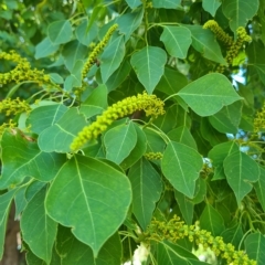 Triadica sebifera (Chinese Tallow Tree) at Kaleen, ACT - 15 Feb 2023 by Jiggy