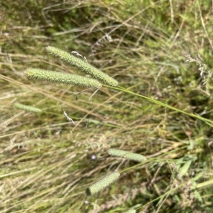 Phleum pratense at Dry Plain, NSW - 20 Feb 2023