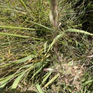 Phleum pratense at Dry Plain, NSW - 20 Feb 2023 03:28 PM