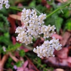 Achillea millefolium (Yarrow) at Jindabyne, NSW - 28 Feb 2023 by trevorpreston