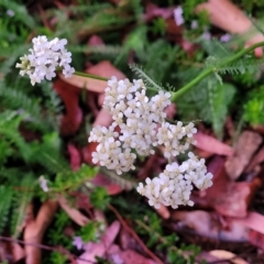 Achillea millefolium at Jindabyne, NSW - 28 Feb 2023