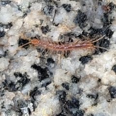 Cryptops sp. (genus) (Blind Scolopendroid Centipede) at Jindabyne, NSW - 28 Feb 2023 by trevorpreston