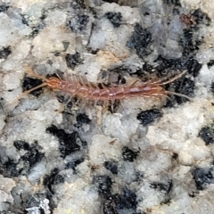 Cryptops sp. (genus) at Jindabyne, NSW - 28 Feb 2023 08:29 AM