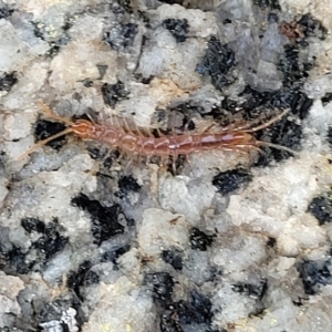 Cryptops sp. (genus) at Jindabyne, NSW - 28 Feb 2023