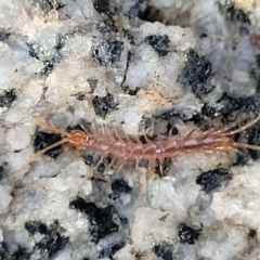 Cryptops sp. (genus) at Jindabyne, NSW - 28 Feb 2023