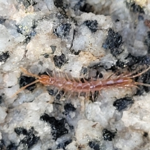 Cryptops sp. (genus) at Jindabyne, NSW - 28 Feb 2023 08:29 AM