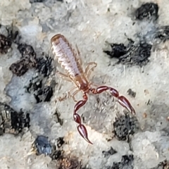 Unidentified Other Arachnid (Arachnida) at Jindabyne, NSW - 27 Feb 2023 by trevorpreston