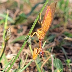 Campion sp. (genus) (Mantis Fly) at Jindabyne, NSW - 28 Feb 2023 by trevorpreston