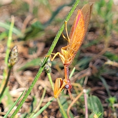 Campion sp. (genus) (Mantis Fly) at Jindabyne, NSW - 28 Feb 2023 by trevorpreston