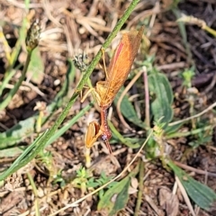 Campion sp. (genus) at Jindabyne, NSW - 28 Feb 2023