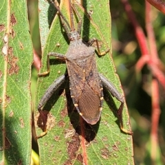 Amorbus sp. (genus) (Eucalyptus Tip bug) at Jindabyne, NSW - 28 Feb 2023 by trevorpreston