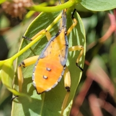 Amorbus sp. (genus) (Eucalyptus Tip bug) at Jindabyne, NSW - 28 Feb 2023 by trevorpreston