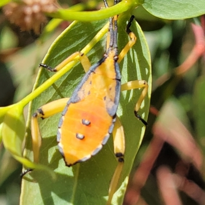 Amorbus sp. (genus) (Eucalyptus Tip bug) at Jindabyne, NSW - 27 Feb 2023 by trevorpreston