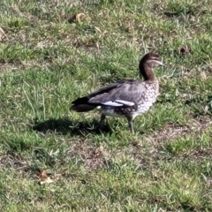 Chenonetta jubata (Australian Wood Duck) at Jindabyne, NSW - 28 Feb 2023 by trevorpreston