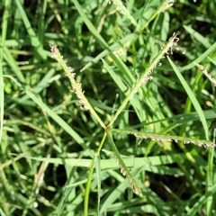 Cynodon dactylon (Couch Grass) at Jindabyne, NSW - 28 Feb 2023 by trevorpreston