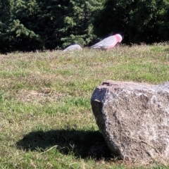 Eolophus roseicapilla (Galah) at Jindabyne, NSW - 28 Feb 2023 by trevorpreston