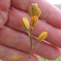 Bulbine bulbosa (Golden Lily) at Boorowa, NSW - 23 Oct 2022 by michaelb