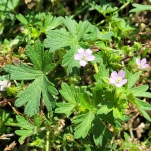 Geranium solanderi var. solanderi at Jindabyne, NSW - 28 Feb 2023 10:12 AM