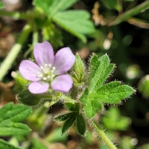 Geranium solanderi var. solanderi at Jindabyne, NSW - 28 Feb 2023 10:12 AM