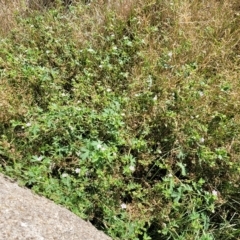 Geranium solanderi var. solanderi at Jindabyne, NSW - 28 Feb 2023 10:12 AM