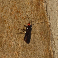 Callibracon sp. (genus) (A White Flank Black Braconid Wasp) at Wanniassa, ACT - 27 Feb 2023 by MatthewFrawley