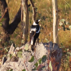 Gymnorhina tibicen (Australian Magpie) at Farrer, ACT - 27 Feb 2023 by MatthewFrawley