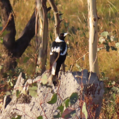 Gymnorhina tibicen (Australian Magpie) at Farrer Ridge - 27 Feb 2023 by MatthewFrawley