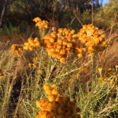 Chrysocephalum semipapposum (Clustered Everlasting) at Farrer, ACT - 27 Feb 2023 by MatthewFrawley